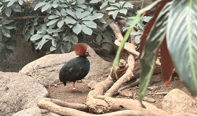 カンムリシャコの写真