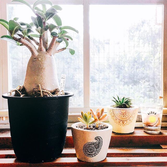 Instagram (42505)