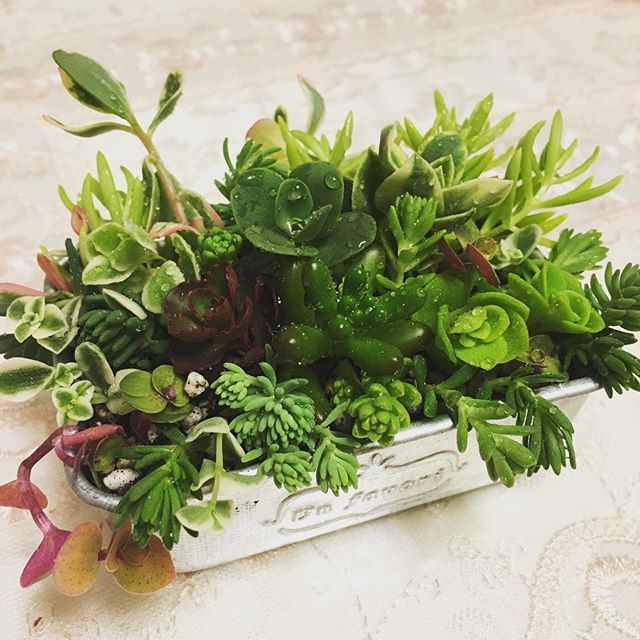 Instagram (42511)