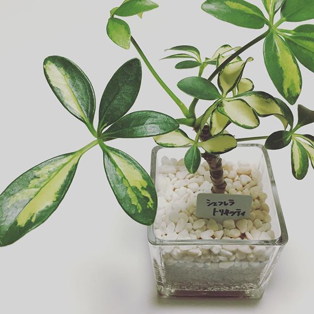 Instagram (81427)
