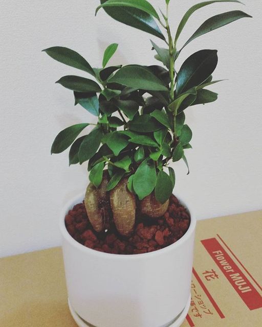 Instagram (81431)
