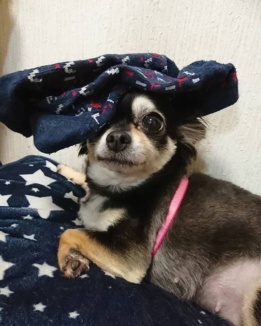 風ちゃん💝 on Instagram: “長男に靴下を顔に乗せられた風ちゃん😌何をされても嫌がらないね😅#愛犬 #ペット #大好き #ちわわ #チワワ #chihuahua #dog #犬 #いぬ #わんこ #犬のいる暮らし #子供のいたずら #靴下” (197637)