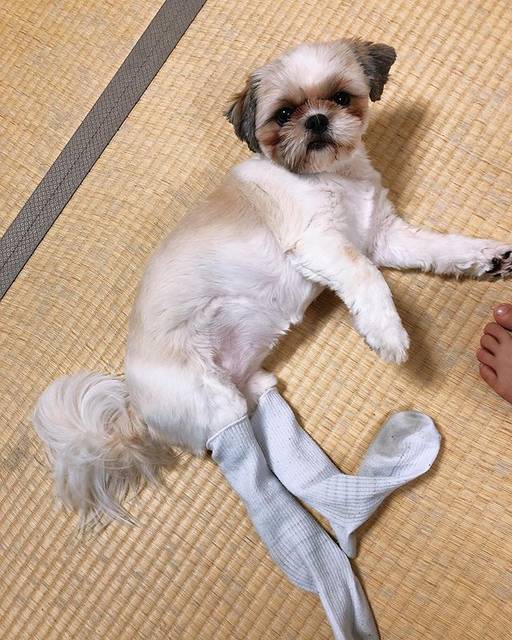 ロボットチャンネル on Instagram: “こんなことになってても気にせず寝てる犬。#ロボットチャンネル #子供のいたずら #気にしない犬  #動いたらすぐ脱げた #ブカブカ” (197639)