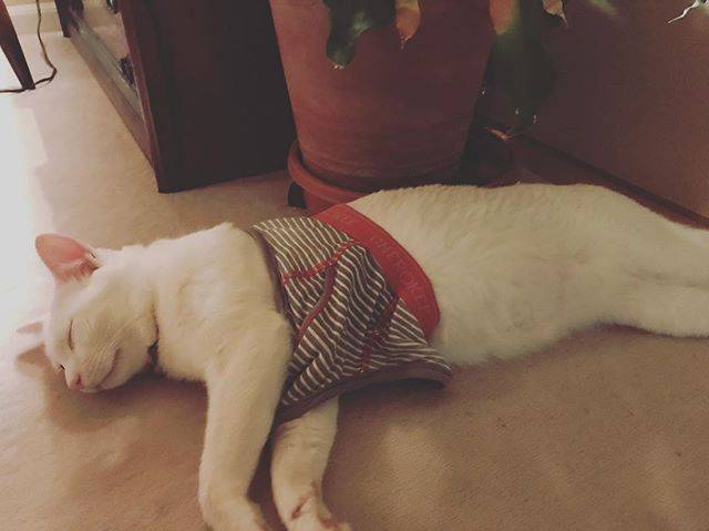 ナチュラルスイーツみき工房 on Instagram: “一瞬、あんちゃん🐱服買ってもらったのー？って思ったら、むむむむむむすこのパパパパ…！笑笑#にゃんすたぐらむ🐾 #みんねこ #子供のいたずら #猫様 #寛容” (197648)