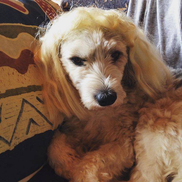 @himamirarin on Instagram: “My prince😃#poochon #子供のいたずら#王子さま #princedog#嫌そう” (197662)