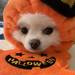 ダイソーのペット用ハロウィン衣装まとめ｜かわいく仮装